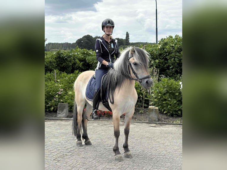 Fjordpferde Wallach 3 Jahre 145 cm in Beek en Donk