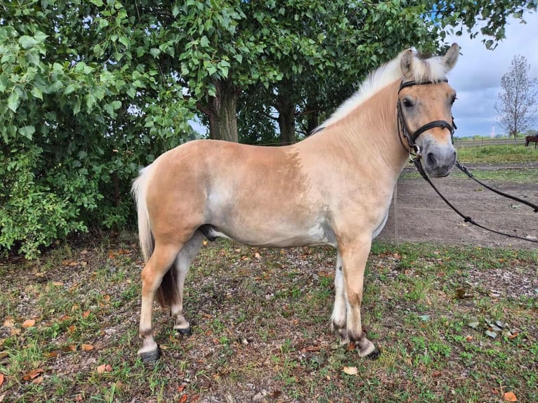 Fjordpferde Wallach 3 Jahre 145 cm Hellbrauner in Gy&#x151;rz&#xE1;moly