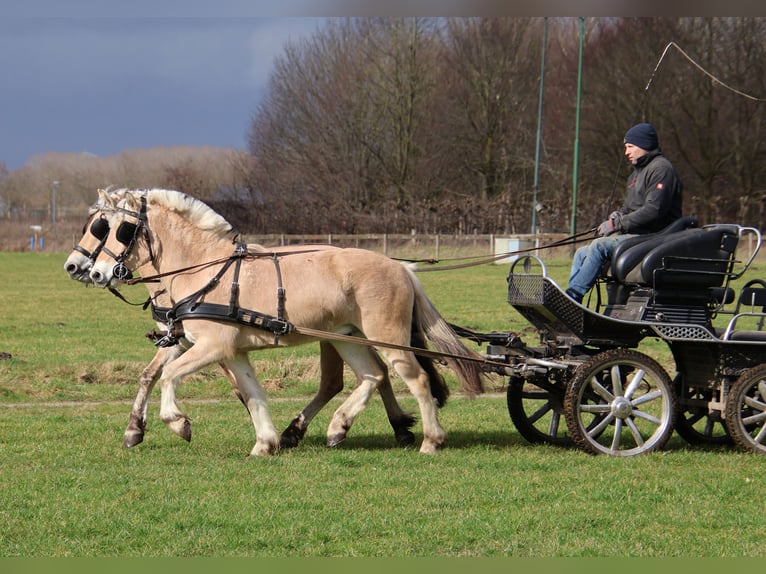 Fjordpferde Wallach 3 Jahre 147 cm in Beek en Donk