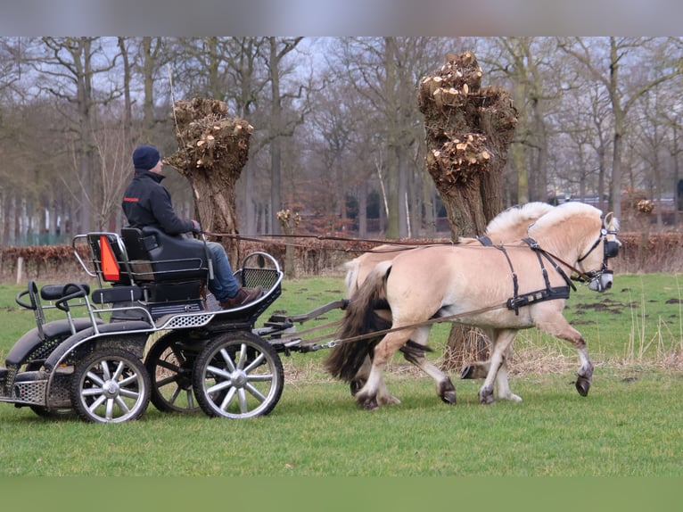 Fjordpferde Wallach 3 Jahre 147 cm in Beek en Donk