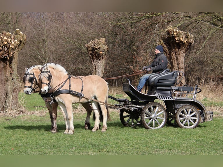 Fjordpferde Wallach 3 Jahre 147 cm in Beek en Donk