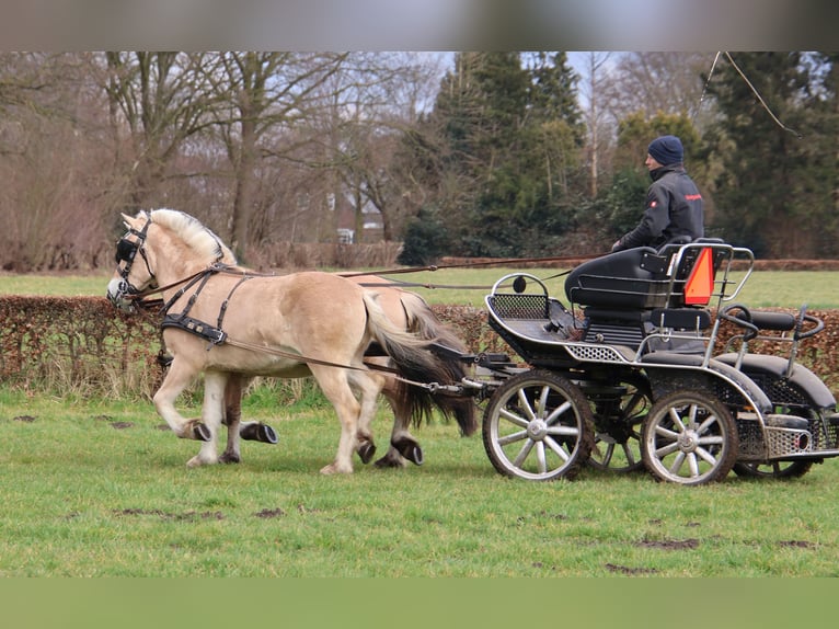 Fjordpferde Wallach 3 Jahre 147 cm in Beek en Donk