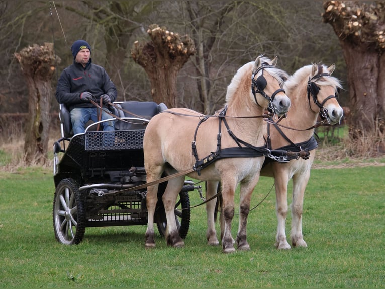 Fjordpferde Wallach 3 Jahre 147 cm in Beek en Donk