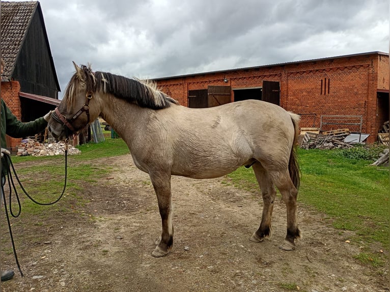Fjordpferde Wallach 3 Jahre 147 cm Falbe in D&#xF6;llen
