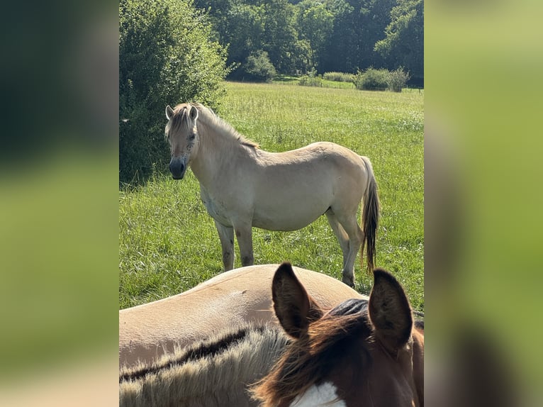 Fjordpferde Wallach 3 Jahre 147 cm Falbe in Petit tenquin