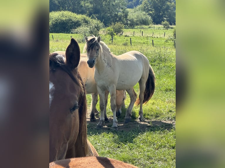 Fjordpferde Wallach 3 Jahre 147 cm Falbe in Petit tenquin