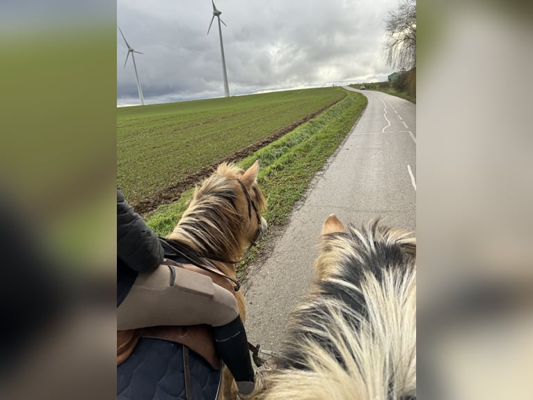 Fjordpferde Wallach 3 Jahre 147 cm Falbe in Petit tenquin