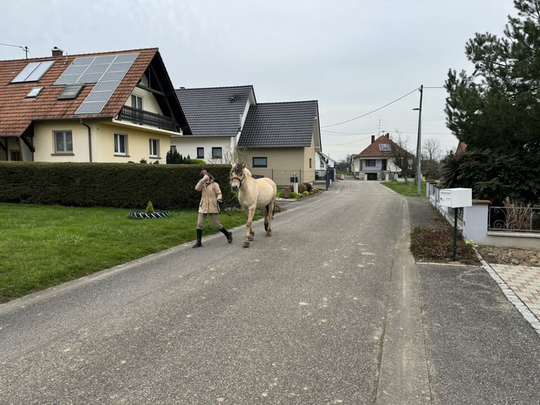 Fjordpferde Wallach 3 Jahre 148 cm Falbe in Niederbronn-les-Bains
