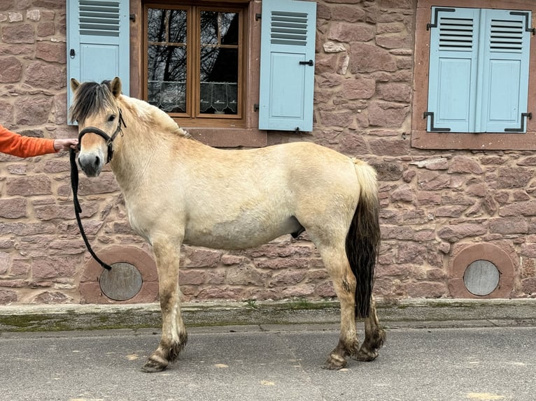 Fjordpferde Wallach 3 Jahre 148 cm Falbe in Niederbronn-les-Bains