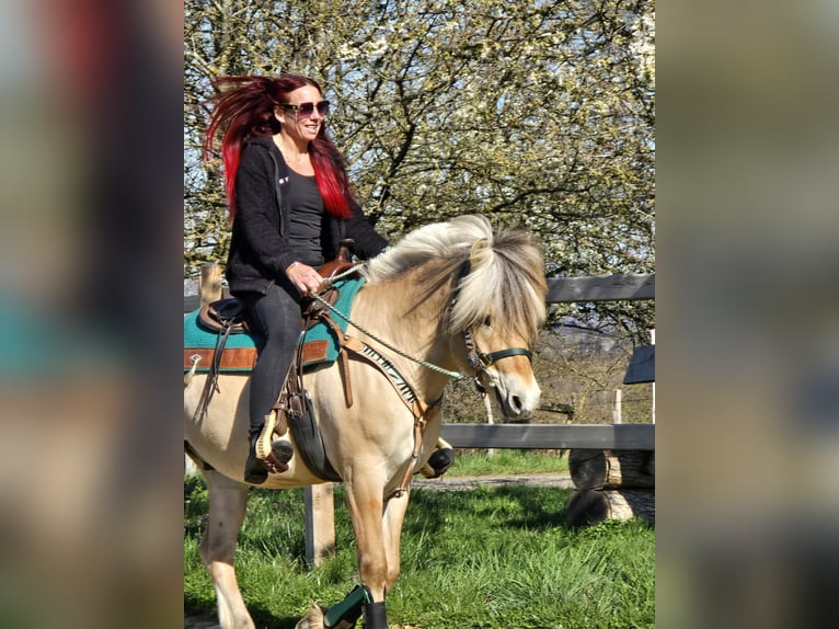 Fjordpferde Wallach 3 Jahre 148 cm Falbe in Linkenbach
