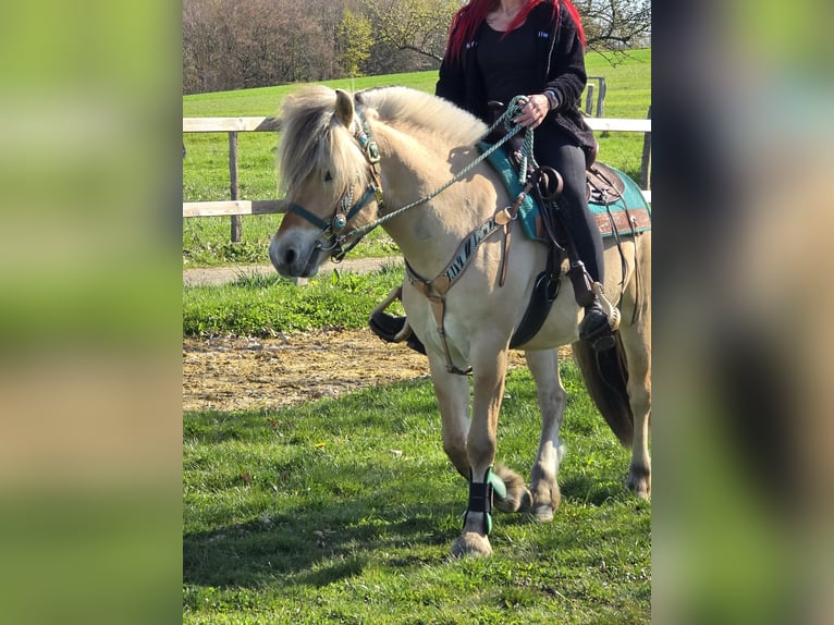 Fjordpferde Wallach 3 Jahre 148 cm Falbe in Linkenbach