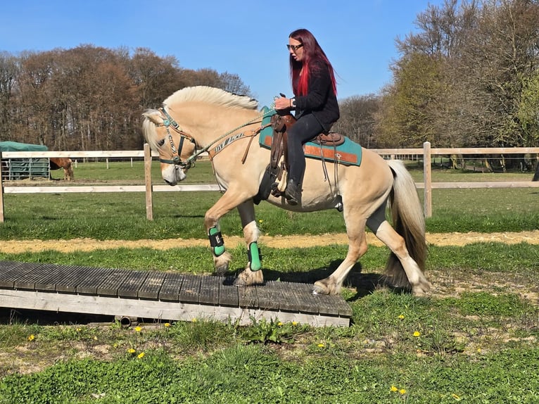 Fjordpferde Wallach 3 Jahre 148 cm Falbe in Linkenbach