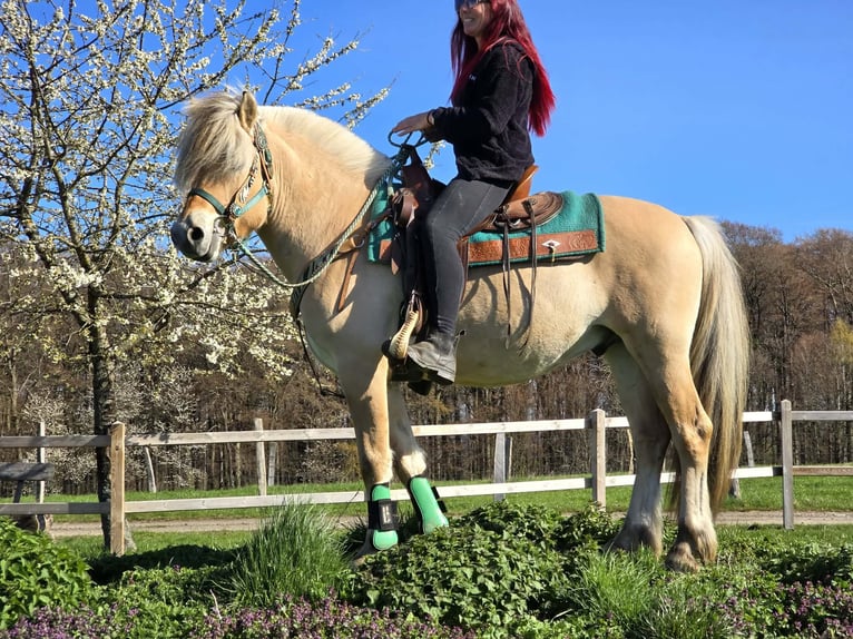 Fjordpferde Wallach 3 Jahre 148 cm Falbe in Linkenbach