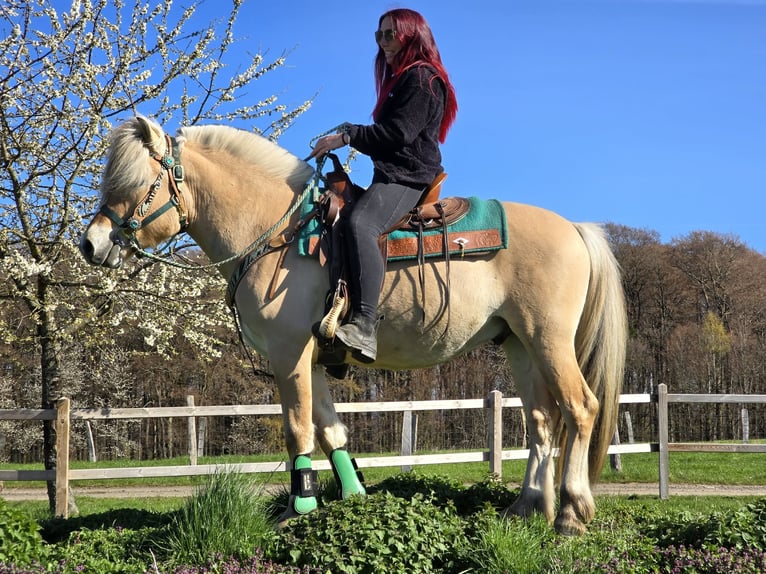 Fjordpferde Wallach 3 Jahre 148 cm Falbe in Linkenbach