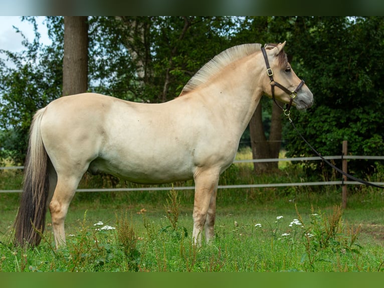 Fjordpferde Wallach 3 Jahre 149 cm in Loozen