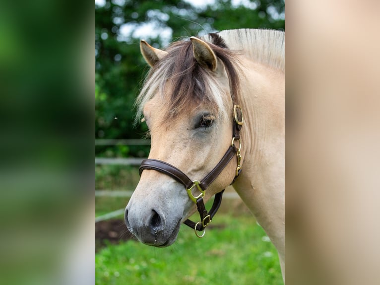 Fjordpferde Wallach 3 Jahre 149 cm in Loozen