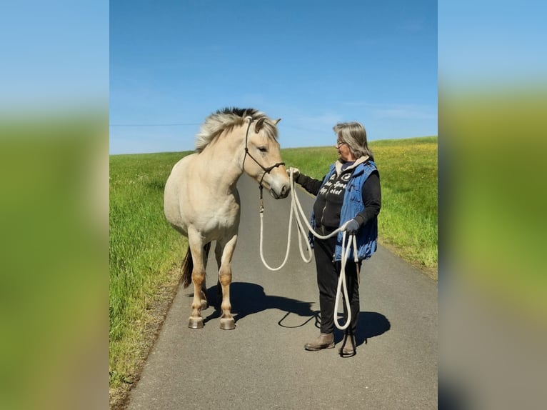 Fjordpferde Wallach 3 Jahre 150 cm Falbe in Sinntal