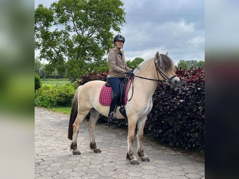 Fjordpferde Wallach 3 Jahre 150 cm  in Beek en Donk