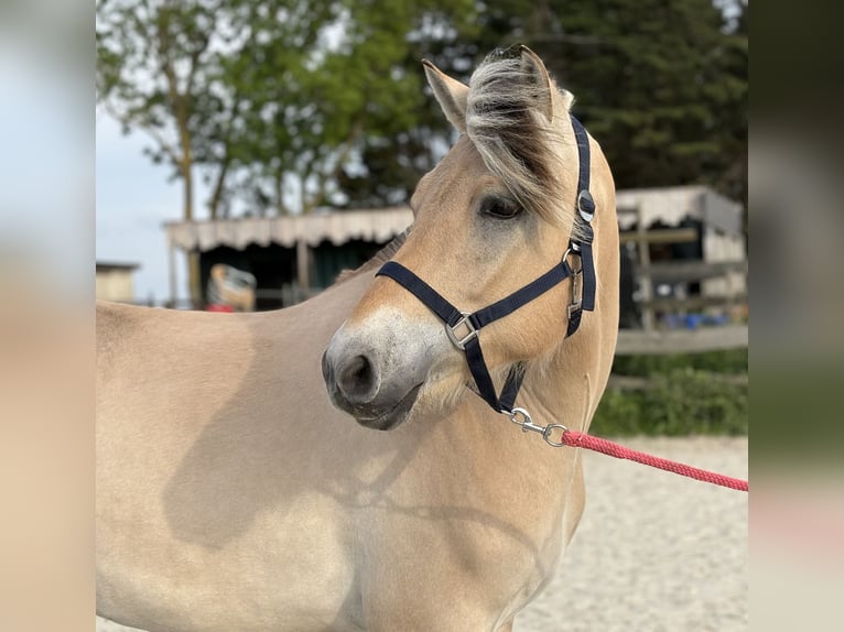 Fjordpferde Wallach 3 Jahre 150 cm Palomino in rockanje
