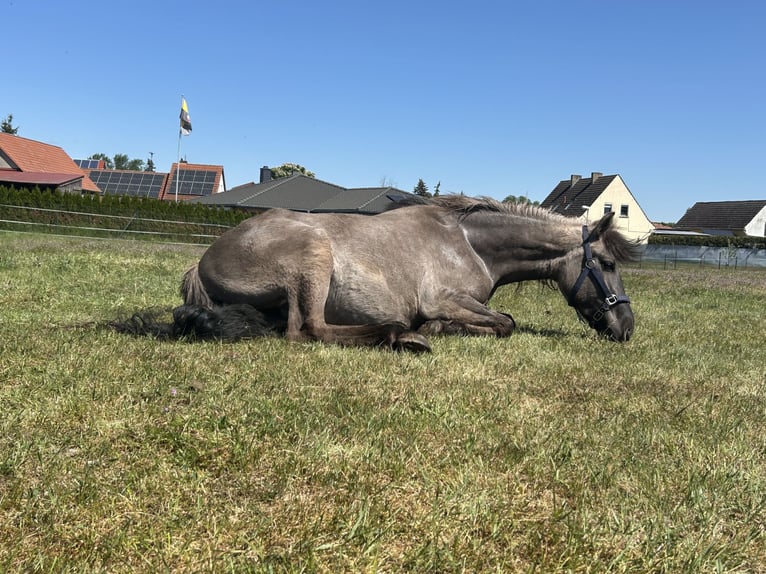 Fjordpferde Mix Wallach 3 Jahre 154 cm Falbe in Genthin