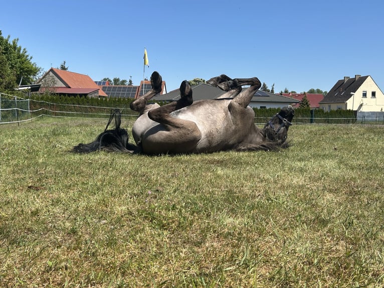 Fjordpferde Mix Wallach 3 Jahre 154 cm Falbe in Genthin