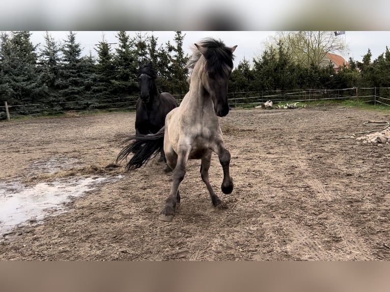 Fjordpferde Mix Wallach 3 Jahre 154 cm Falbe in Genthin