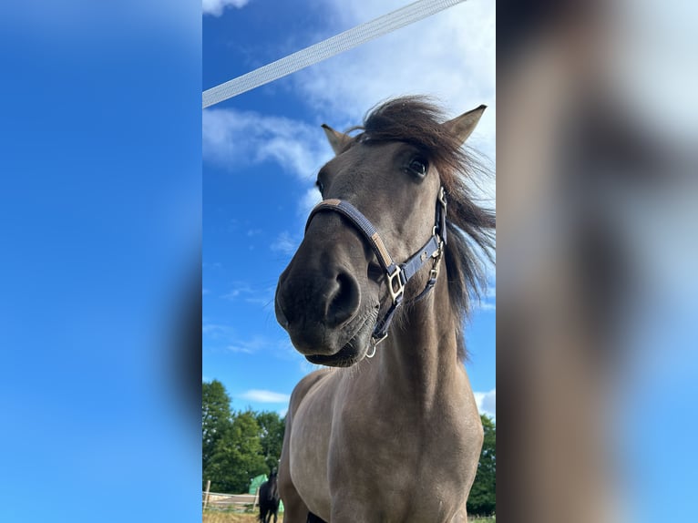 Fjordpferde Mix Wallach 3 Jahre 154 cm Falbe in Genthin