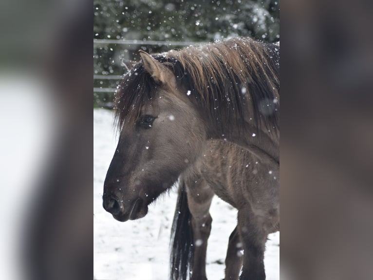 Fjordpferde Mix Wallach 3 Jahre 154 cm Falbe in Genthin