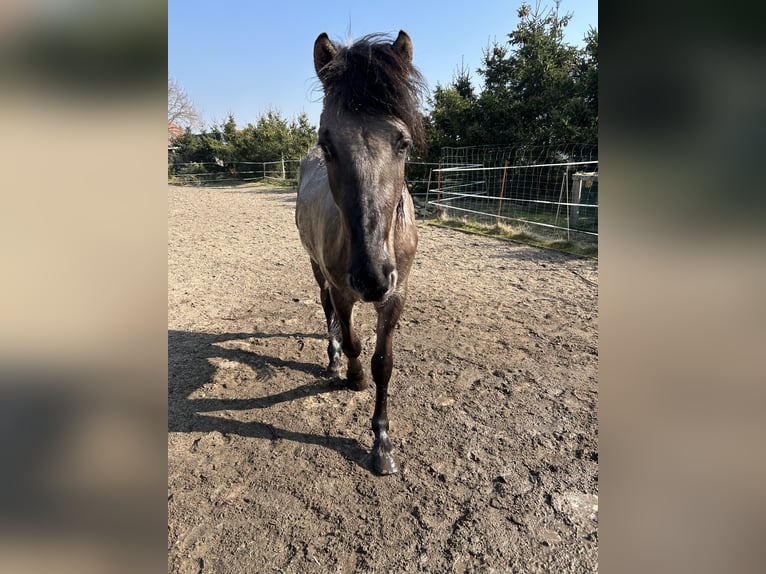 Fjordpferde Mix Wallach 3 Jahre 154 cm Falbe in Genthin