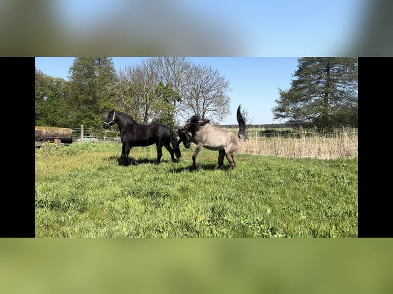 Fjordpferde Mix Wallach 3 Jahre 154 cm Falbe in Genthin