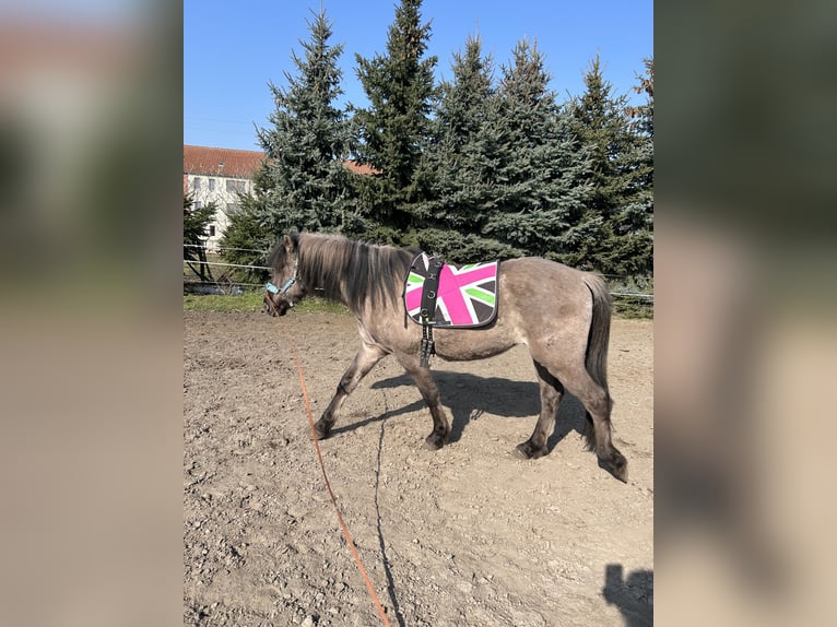 Fjordpferde Mix Wallach 3 Jahre 154 cm Falbe in Genthin