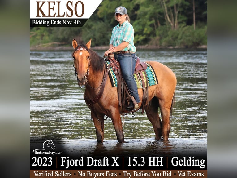 Fjordpferde Wallach 3 Jahre 160 cm Buckskin in Hesperia, MI