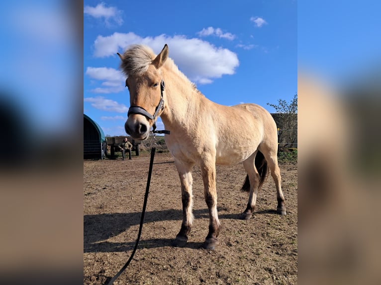 Fjordpferde Wallach 3 Jahre 165 cm Palomino in Groß Wokern
