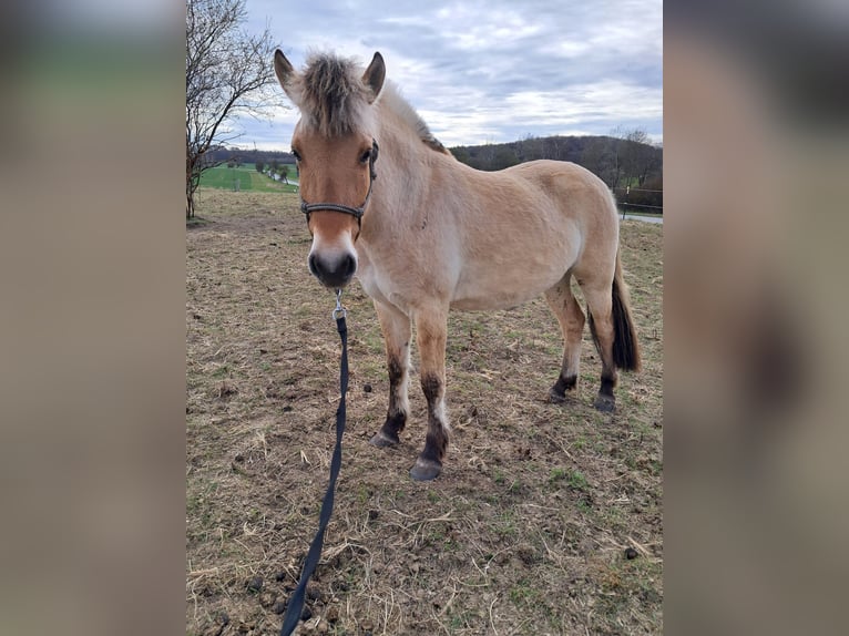 Fjordpferde Wallach 3 Jahre 165 cm Palomino in Groß Wokern
