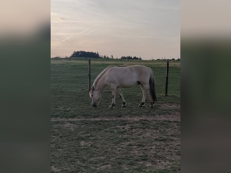 Fjordpferde Wallach 3 Jahre Falbe in Boos