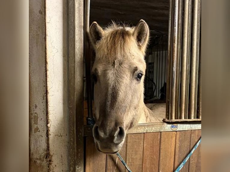 Fjordpferde Wallach 4 Jahre 138 cm Grullo in Nienburg (Weser)