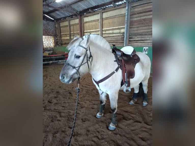 Fjordpferde Wallach 4 Jahre 138 cm Grullo in Nienburg (Weser)