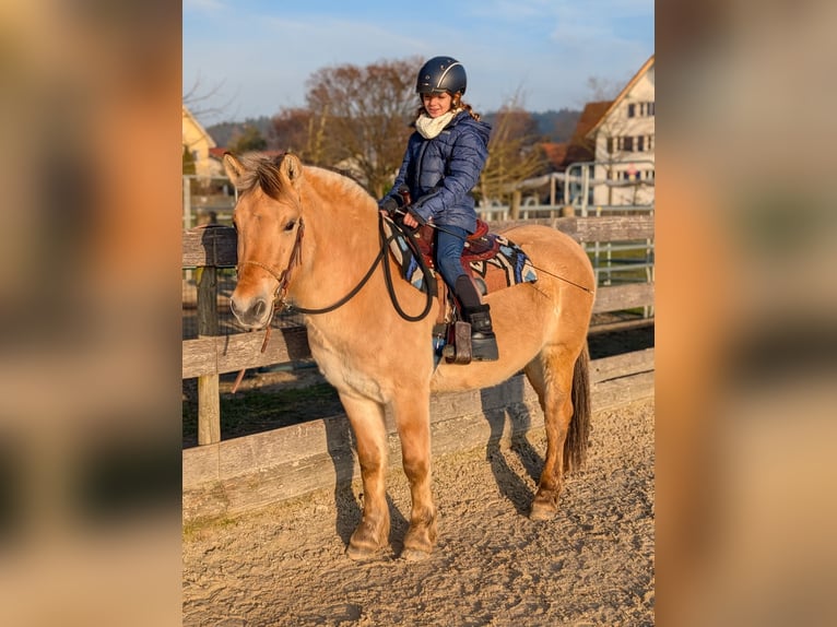 Fjordpferde Wallach 4 Jahre 141 cm Falbe in Kressbronn am Bodensee