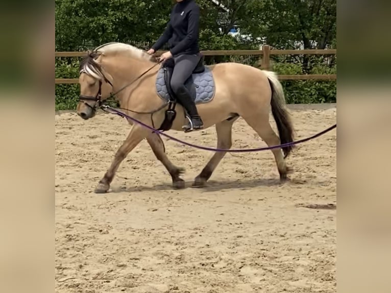 Fjordpferde Wallach 4 Jahre 142 cm Falbe in Homberg (Ohm)