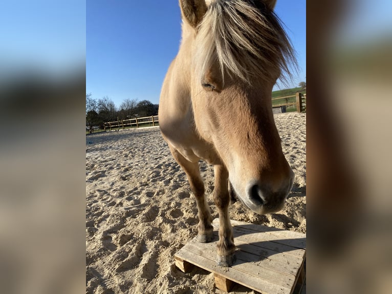 Fjordpferde Wallach 4 Jahre 142 cm Falbe in Homberg (Ohm)