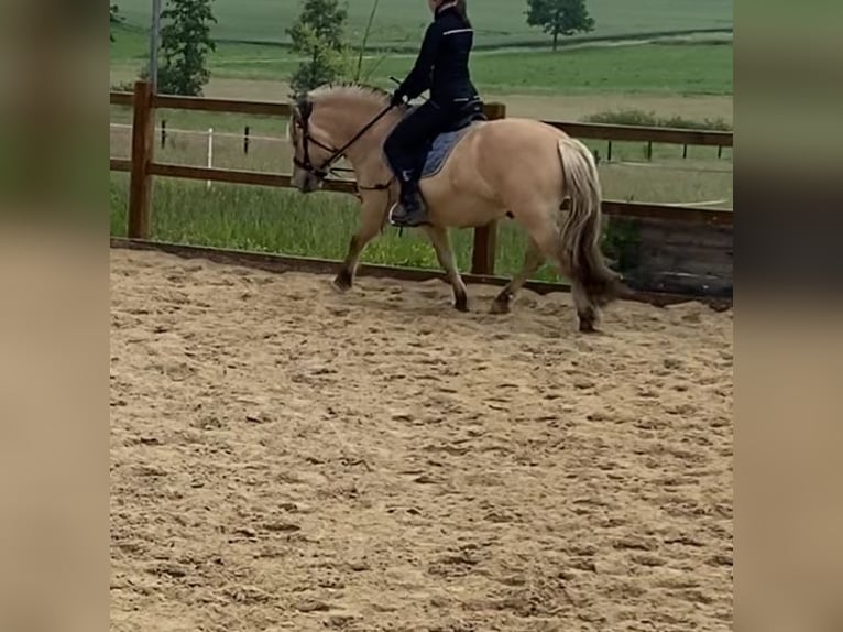 Fjordpferde Wallach 4 Jahre 142 cm Falbe in Homberg (Ohm)