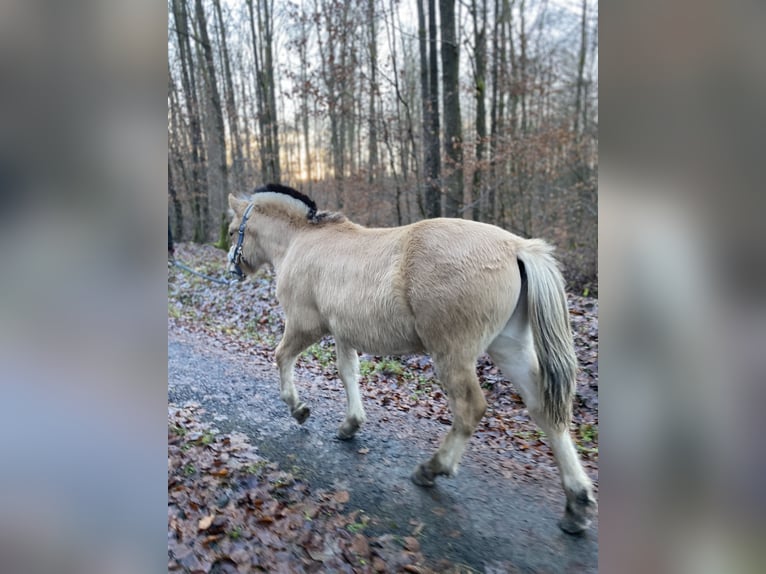 Fjordpferde Wallach 4 Jahre 142 cm Falbe in Homberg (Ohm)