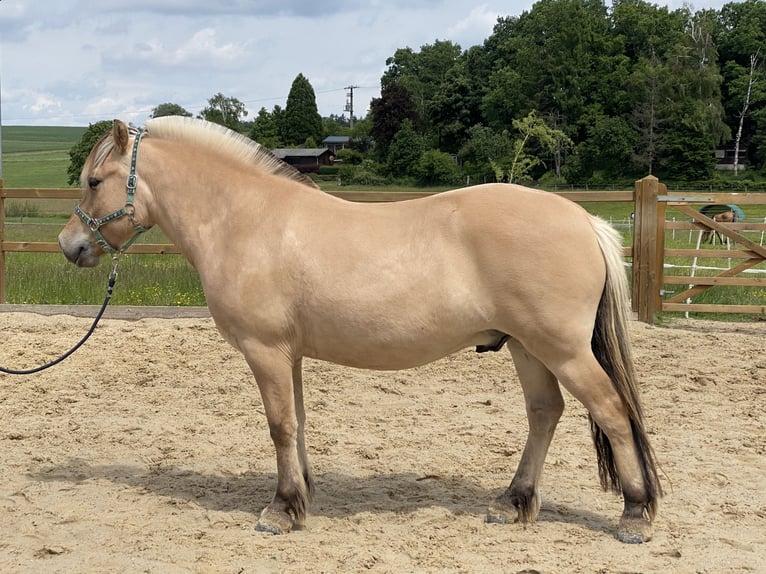 Fjordpferde Wallach 4 Jahre 142 cm Falbe in Homberg (Ohm)