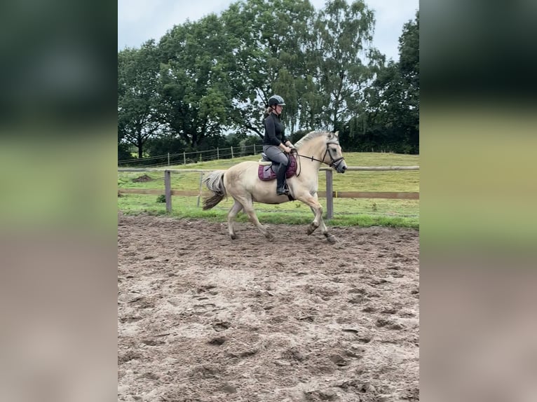 Fjordpferde Wallach 4 Jahre 144 cm Falbe in Neu Duvenstedt