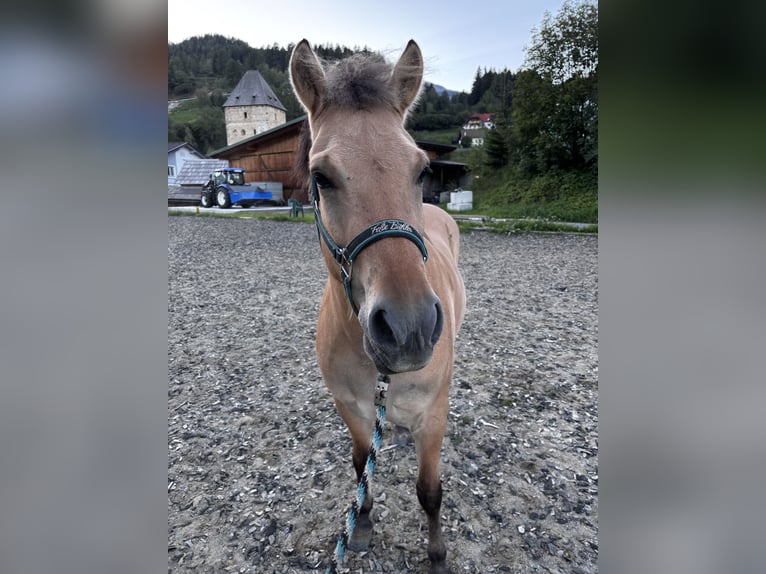 Fjordpferde Mix Wallach 4 Jahre 145 cm  in Baierdorf