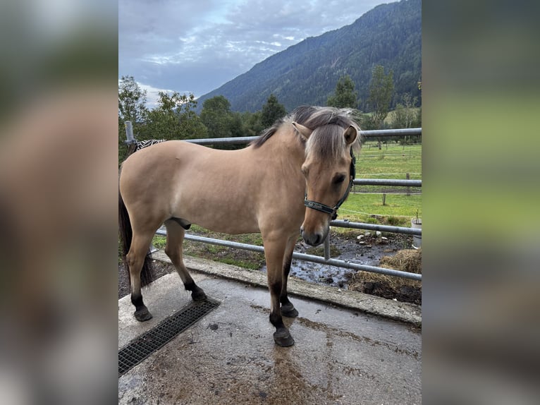 Fjordpferde Mix Wallach 4 Jahre 145 cm  in Baierdorf