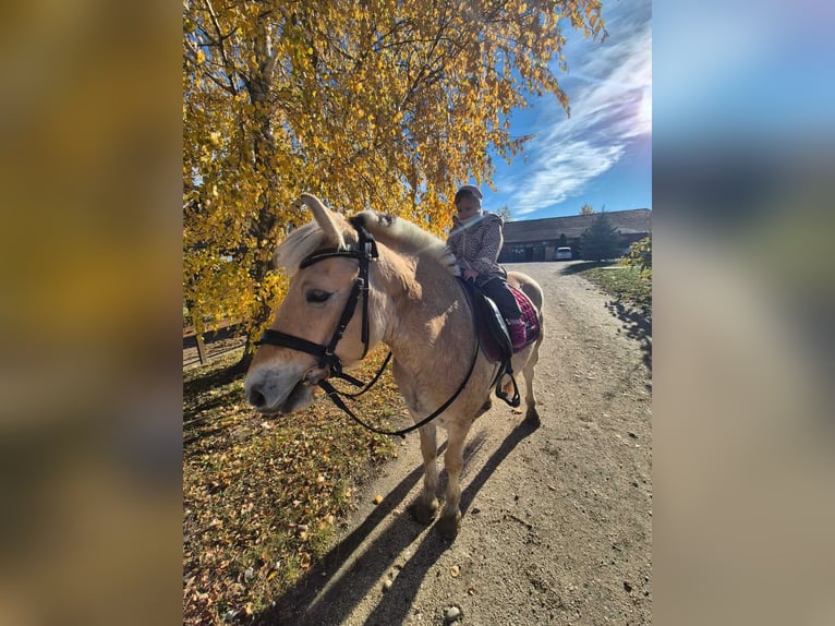 Fjordpferde Wallach 4 Jahre 145 cm Hellbrauner in Győrzámoly