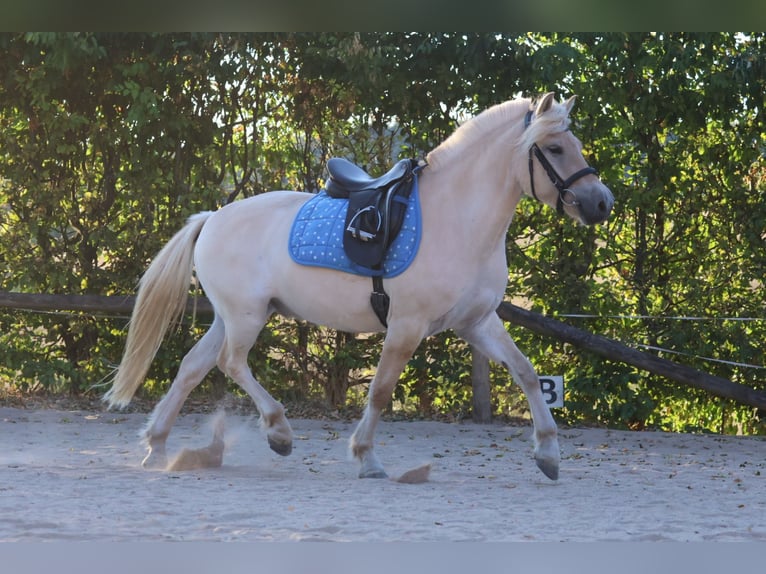 Fjordpferde Wallach 4 Jahre 146 cm Falbe in Reichelsheim