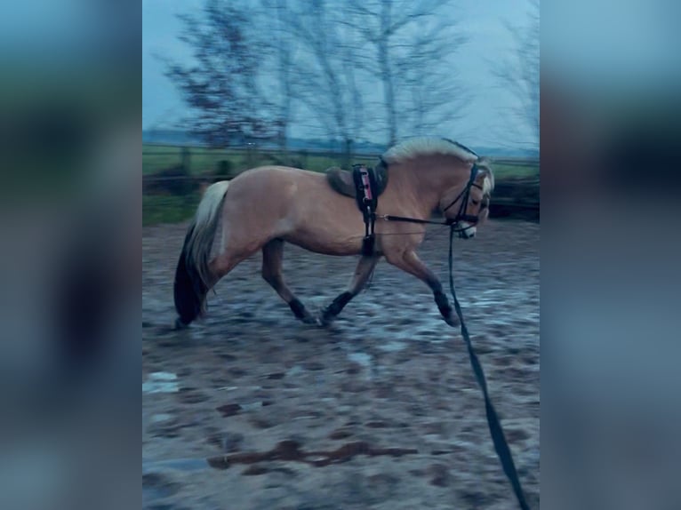 Fjordpferde Wallach 4 Jahre 146 cm  in Mussel