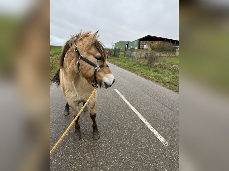 Fjordpferde Wallach 4 Jahre 147 cm Falbe in Petit tenquin